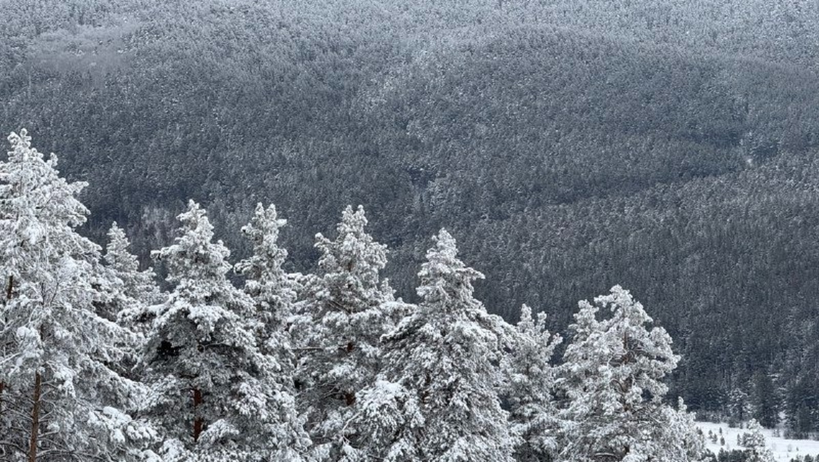 Елены Колоколовой. «Общественная электронная газета».