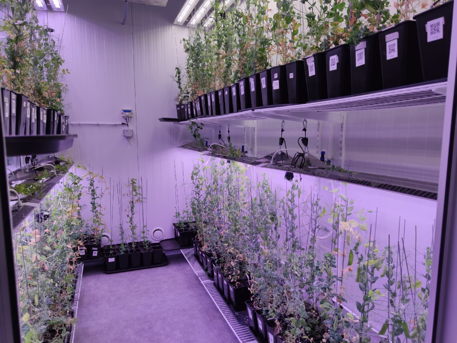 Дарьи Святохиной. «Общественная электронная газета».