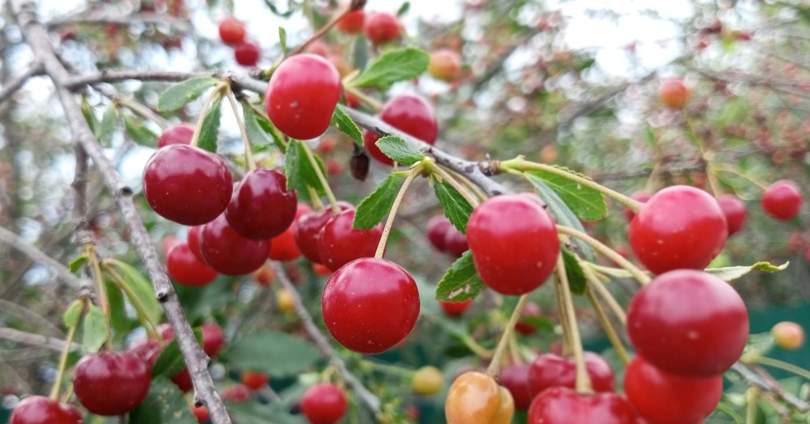 Евгении Сюткиной.