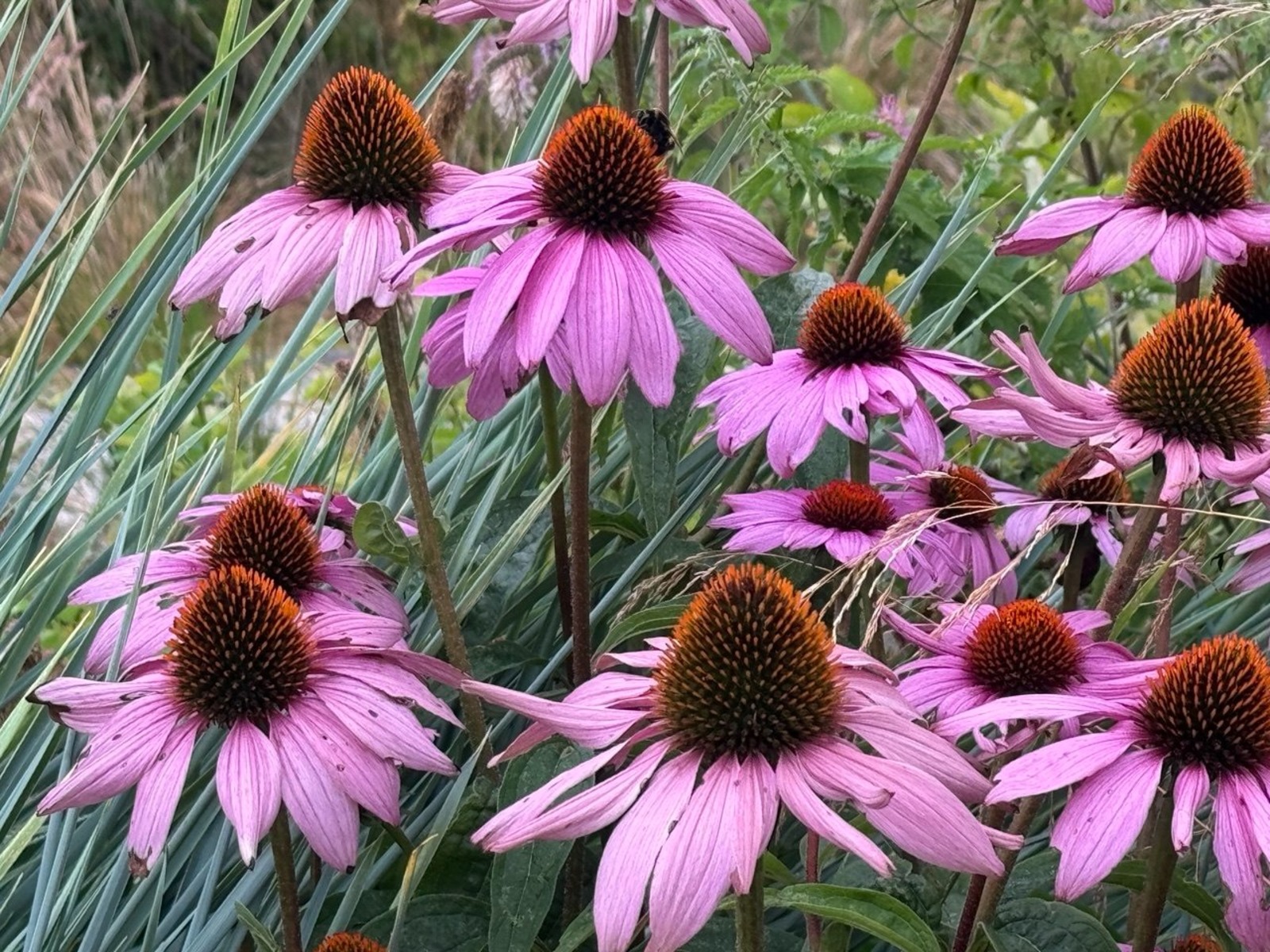 Елены Колоколовой.