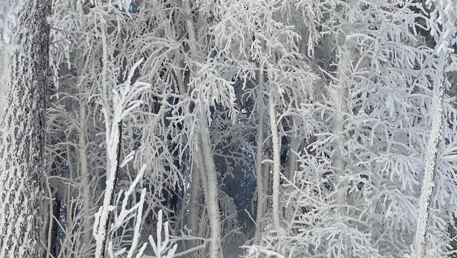 Елены Колоколовой.