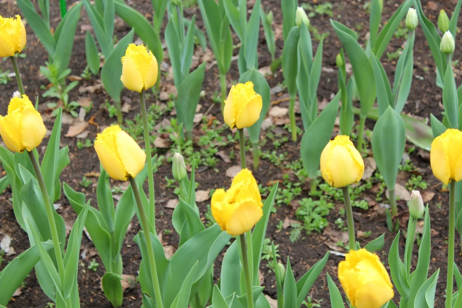 Дарьи Святохиной. «Общественная электронная газета».