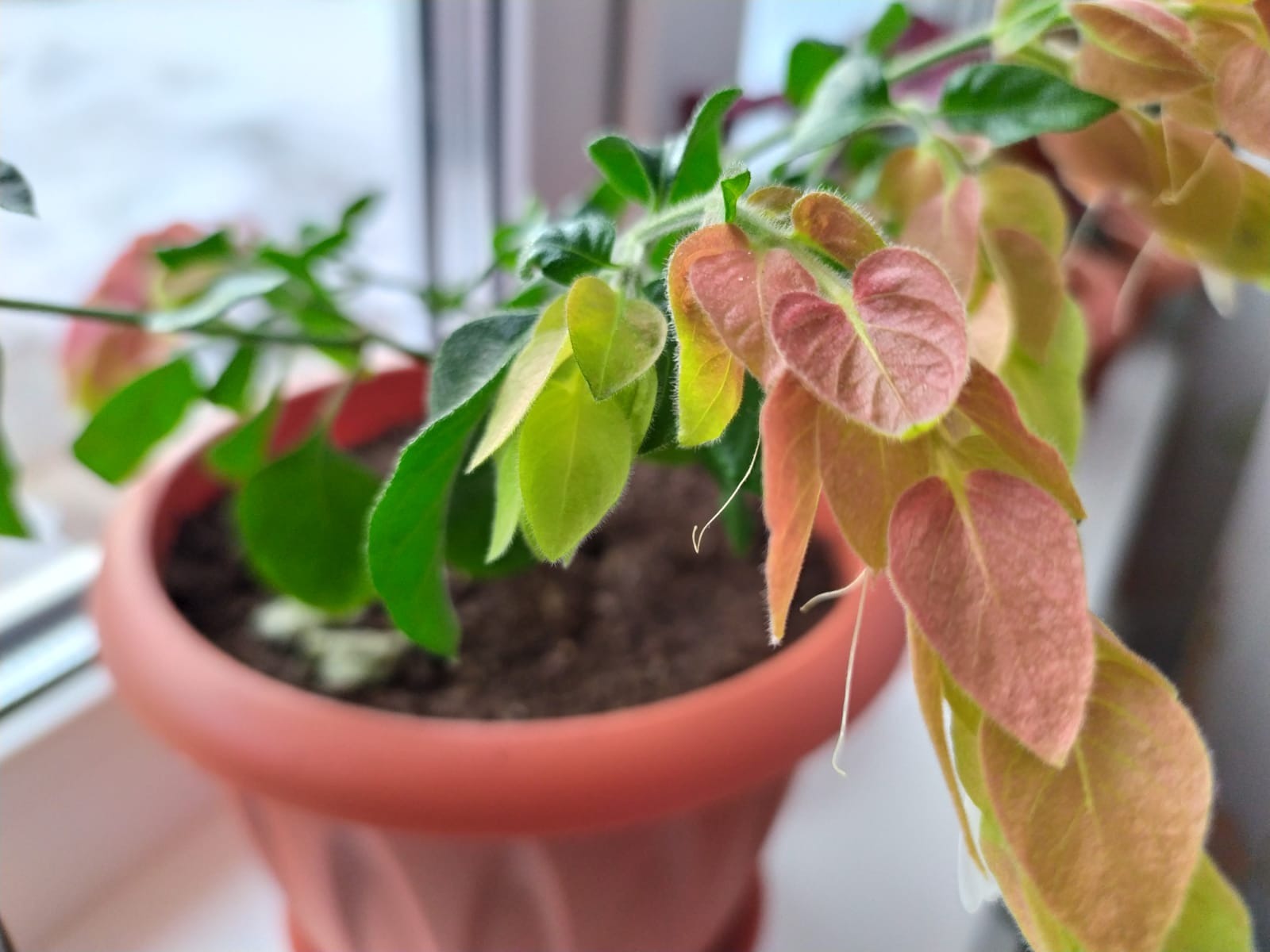 Васили Саитовой.