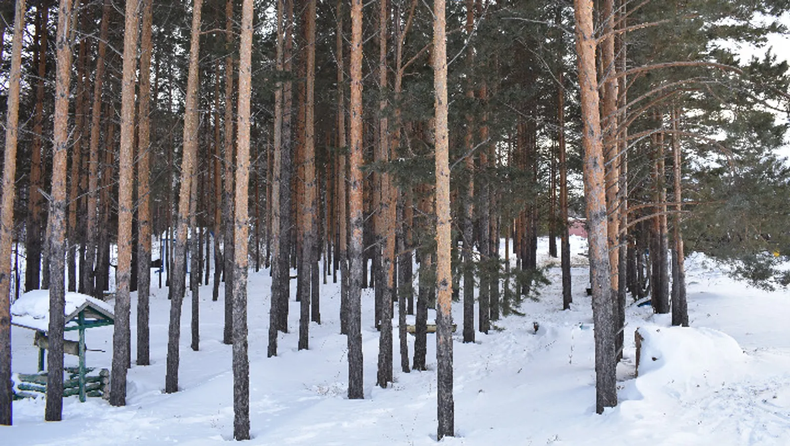 Елены Колоколовой.