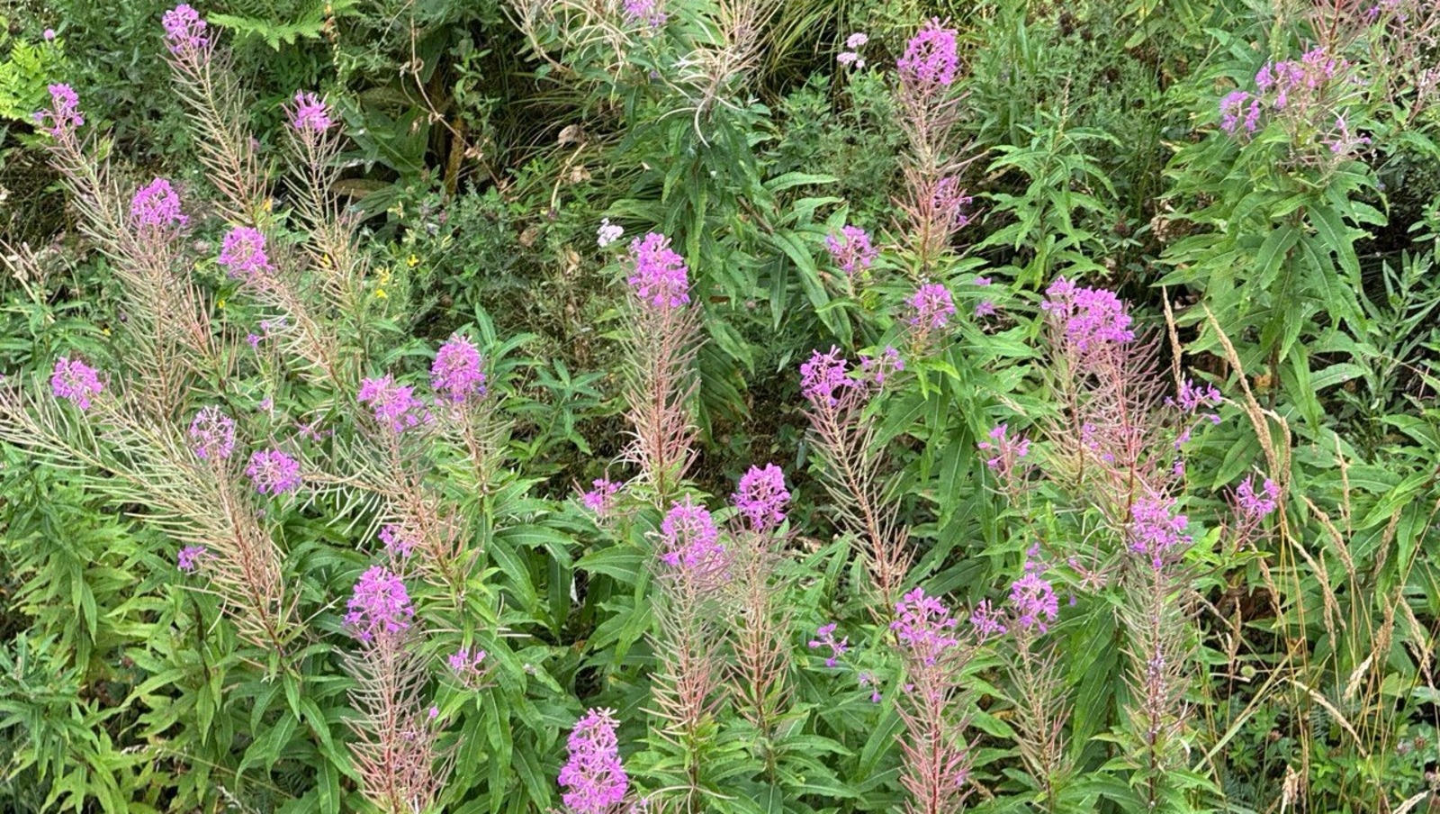 Елены Колоколовой.