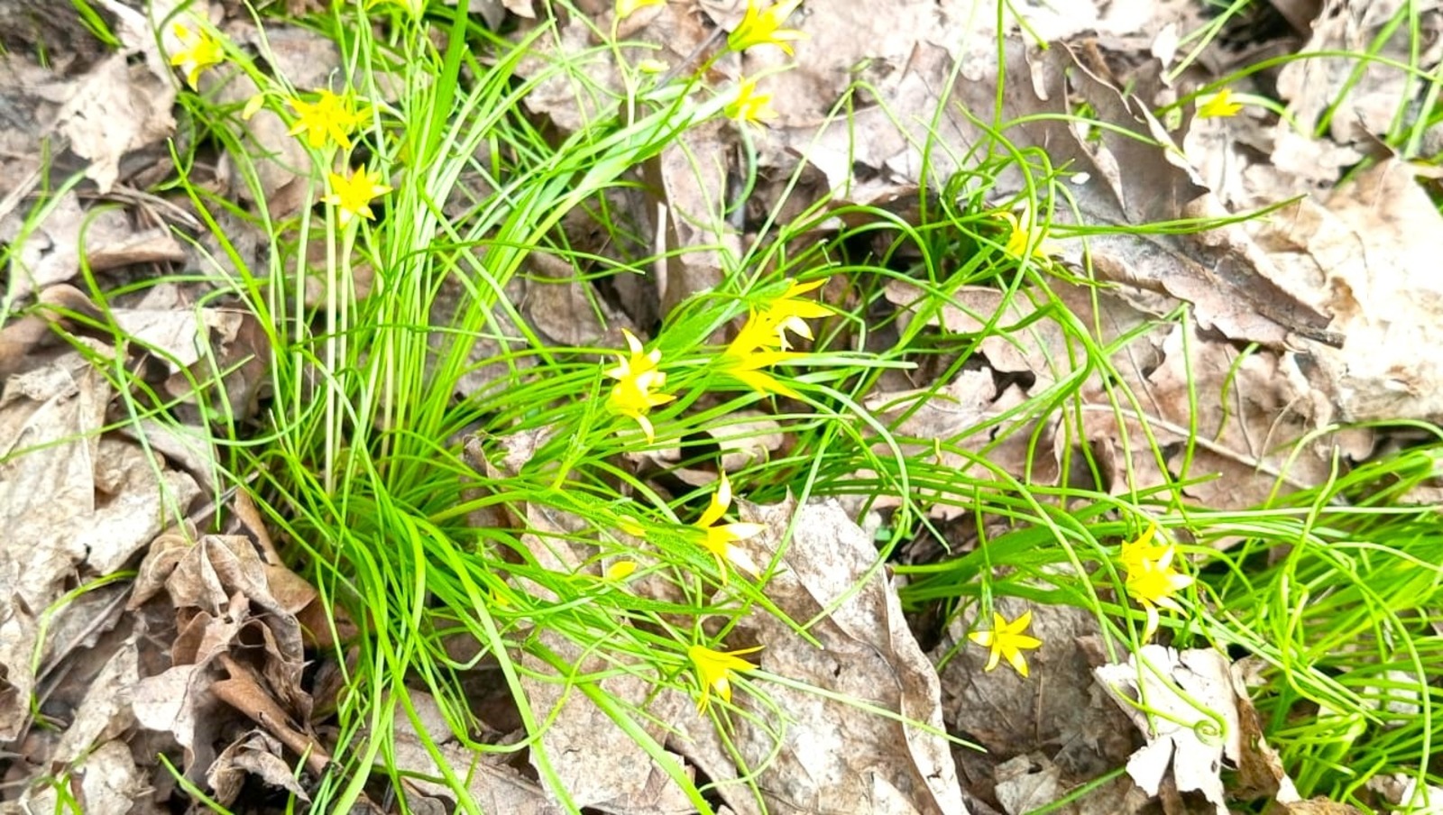 Евгении Сюткиной.