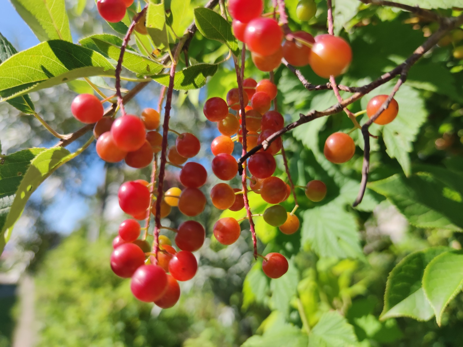 Дарьи Святохиной.