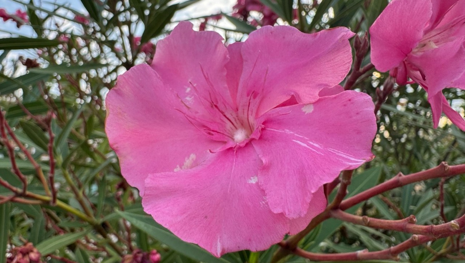 Елены Колоколовой.