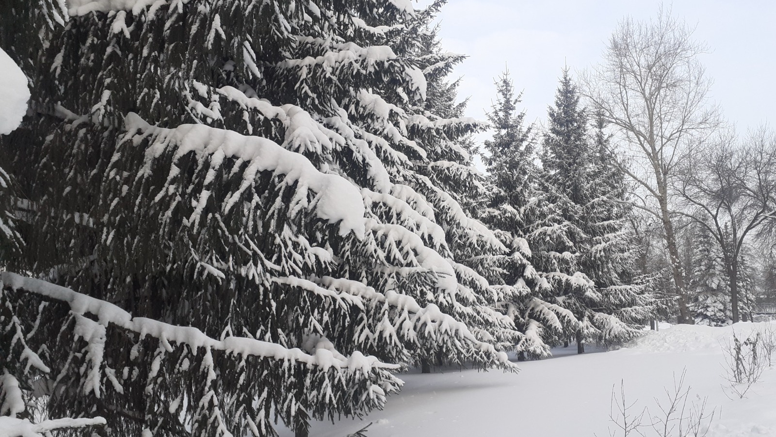 Владимира Шакиева. «Общественная электронная газета».