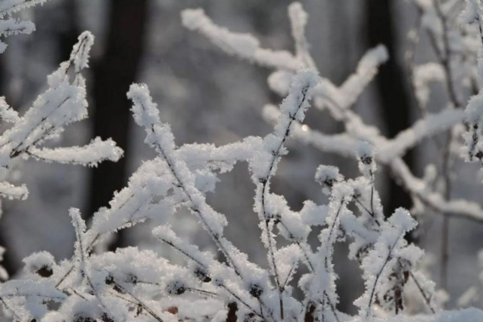 Фото Олега Яровикова.