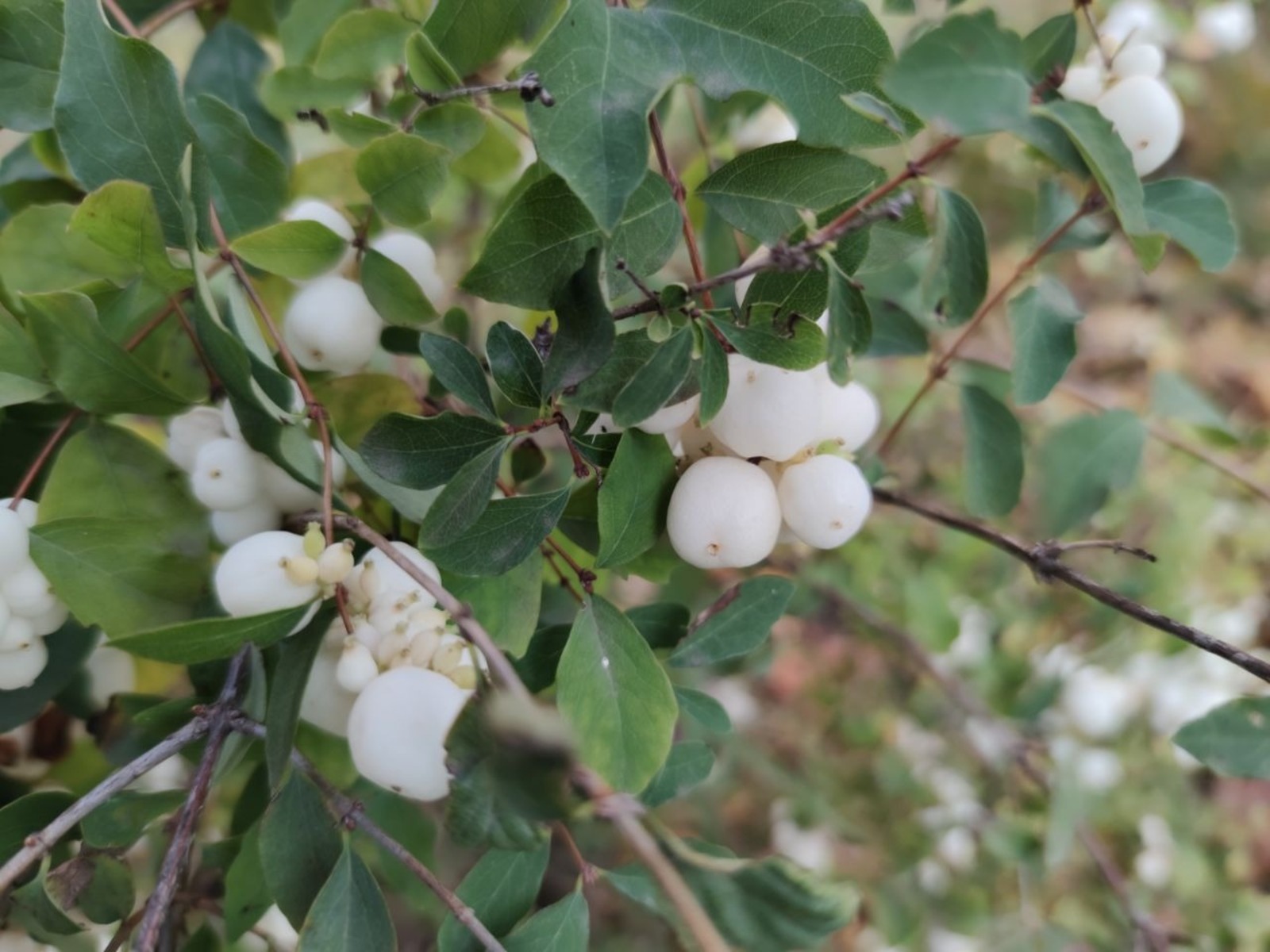 Дарьи Святохиной.