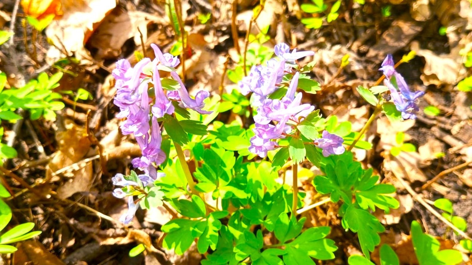 Евгении Сюткиной.