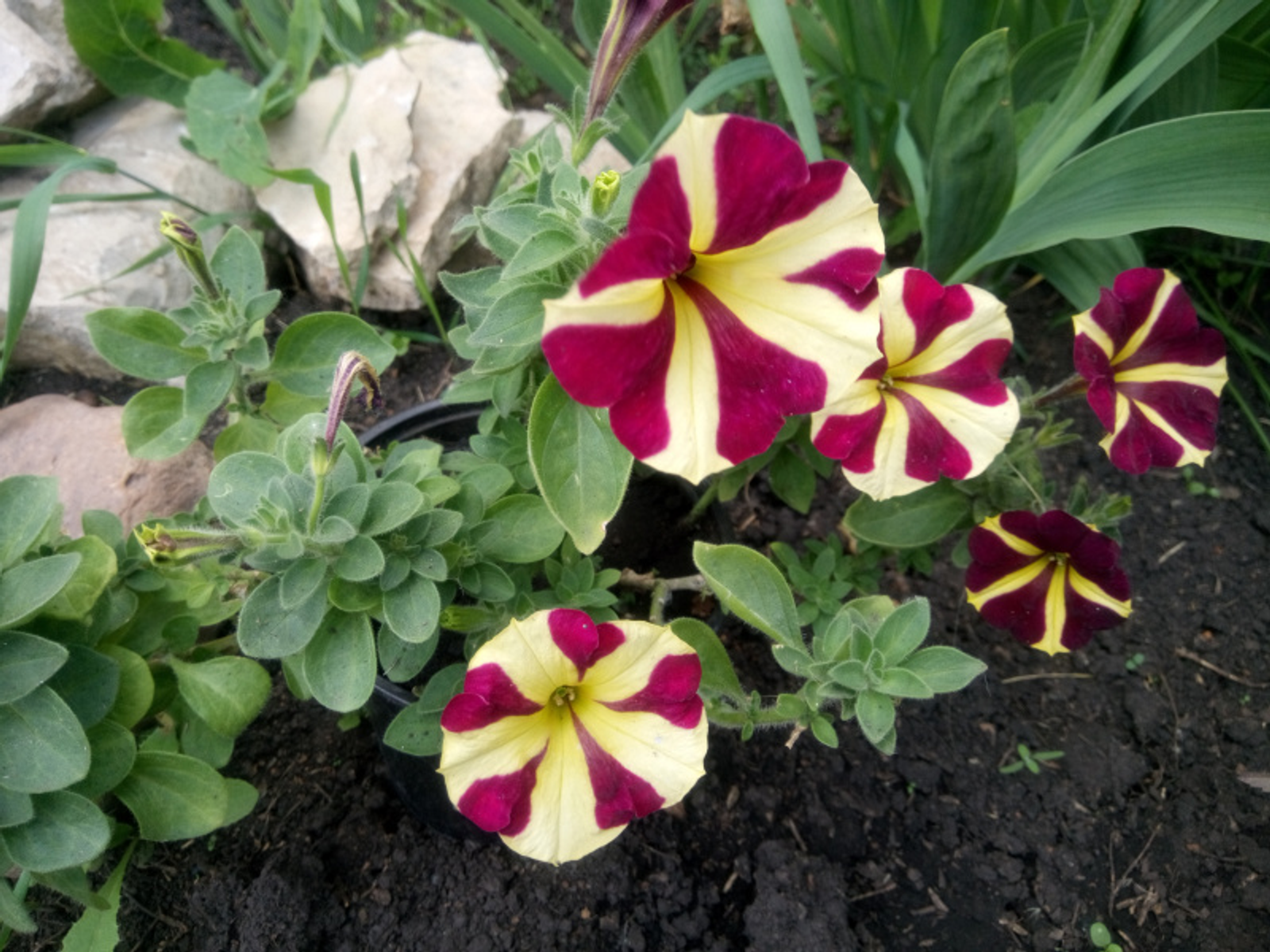 Фото Васили Саитовой.