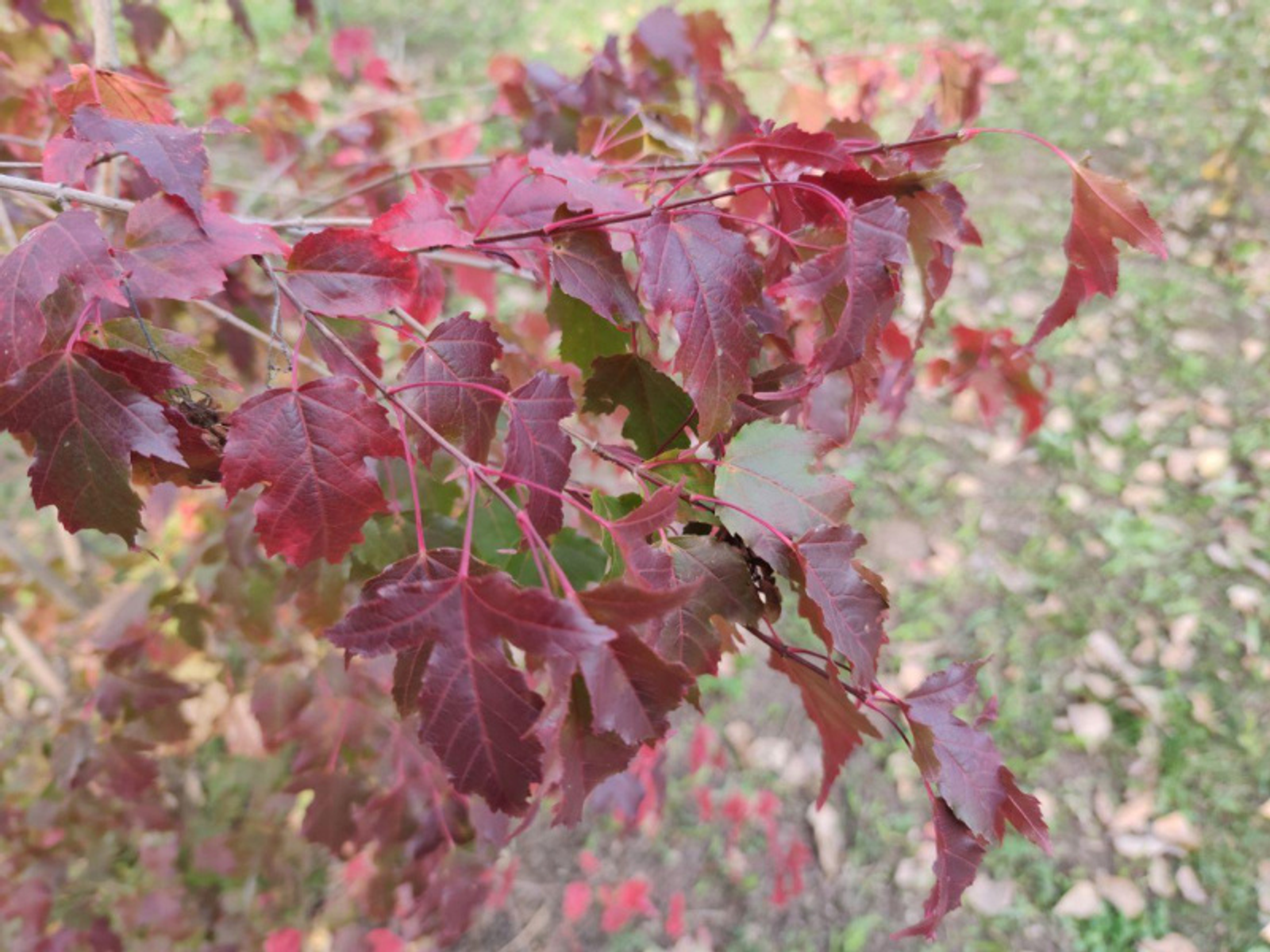 Фото автора.