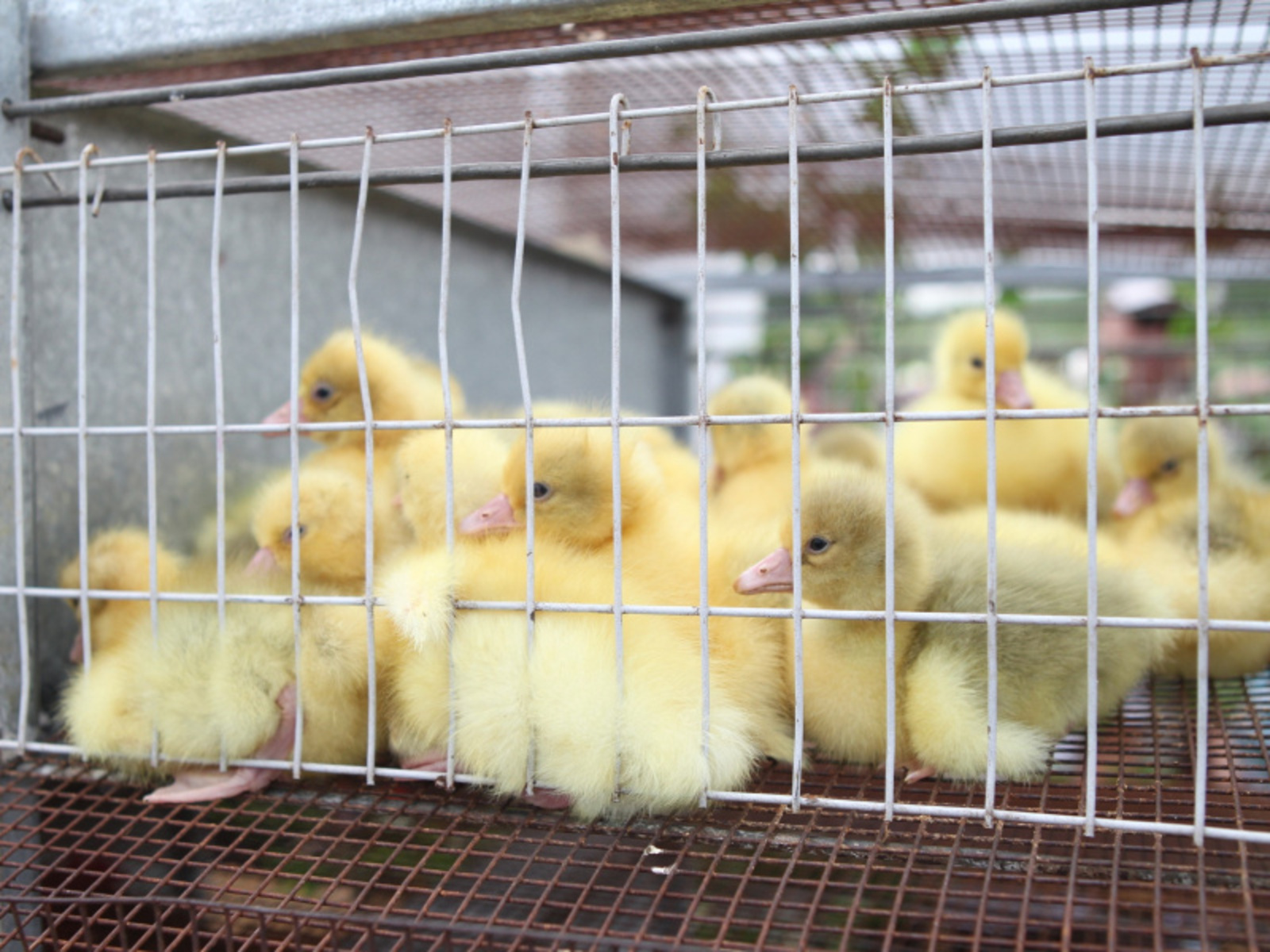 Фото Олега Яровикова.