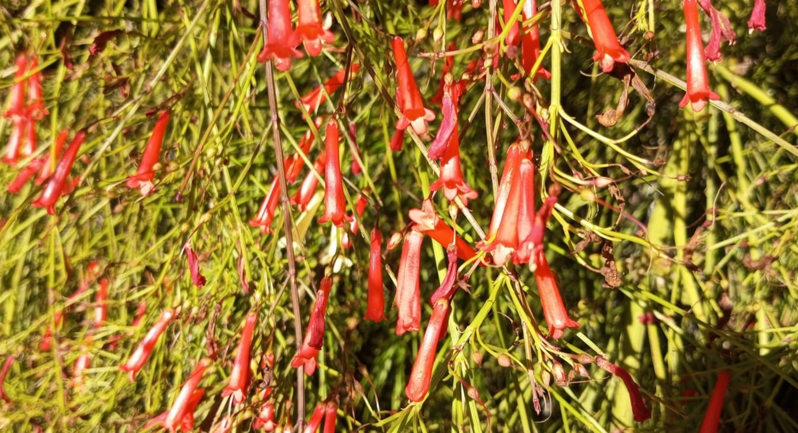 Евгении Сюткиной.