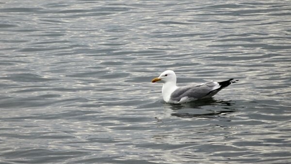 Елены Колоколовой. "Общественная электронная газета".