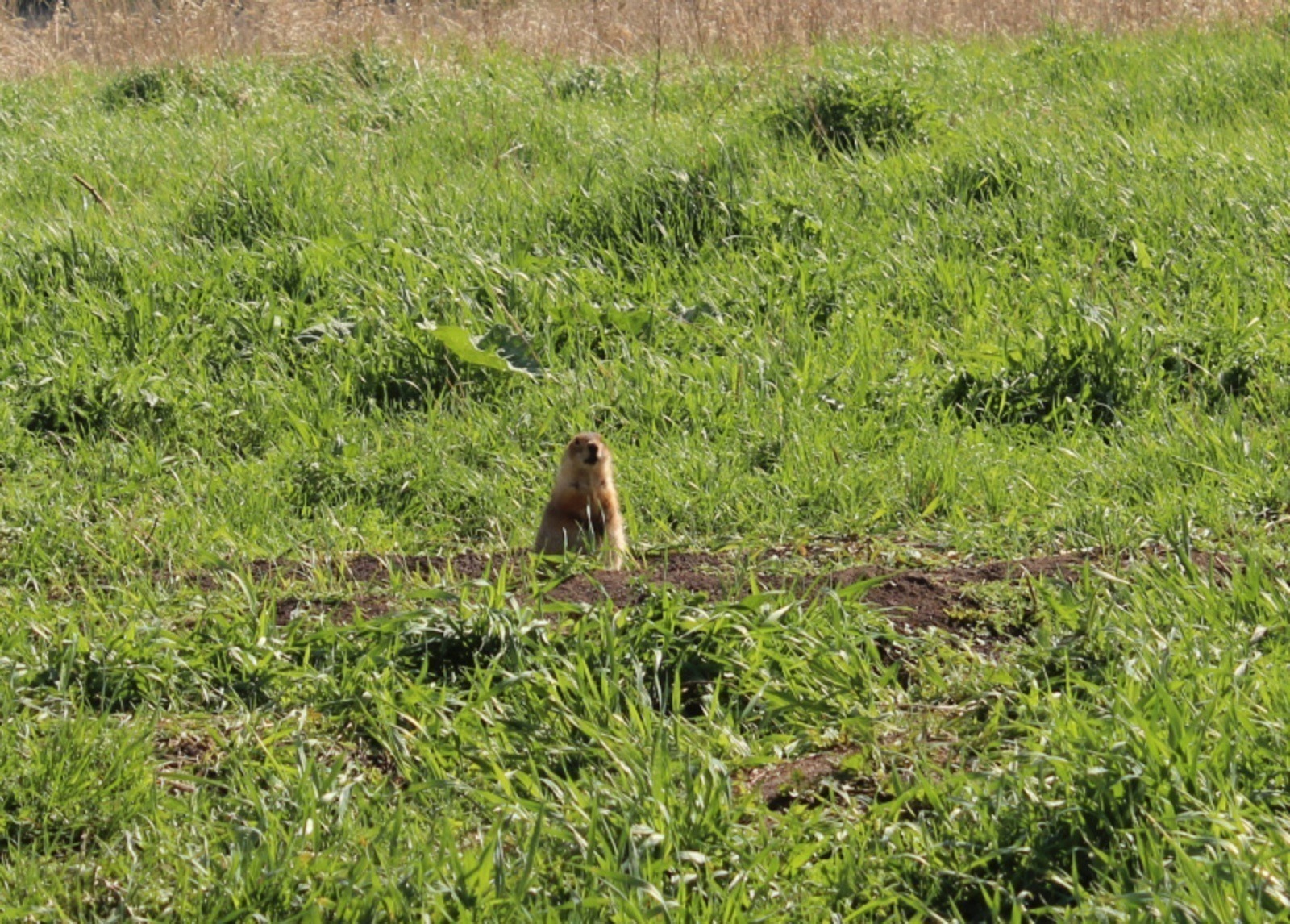 Дарьи Святохиной. «Общественная электронная газета».