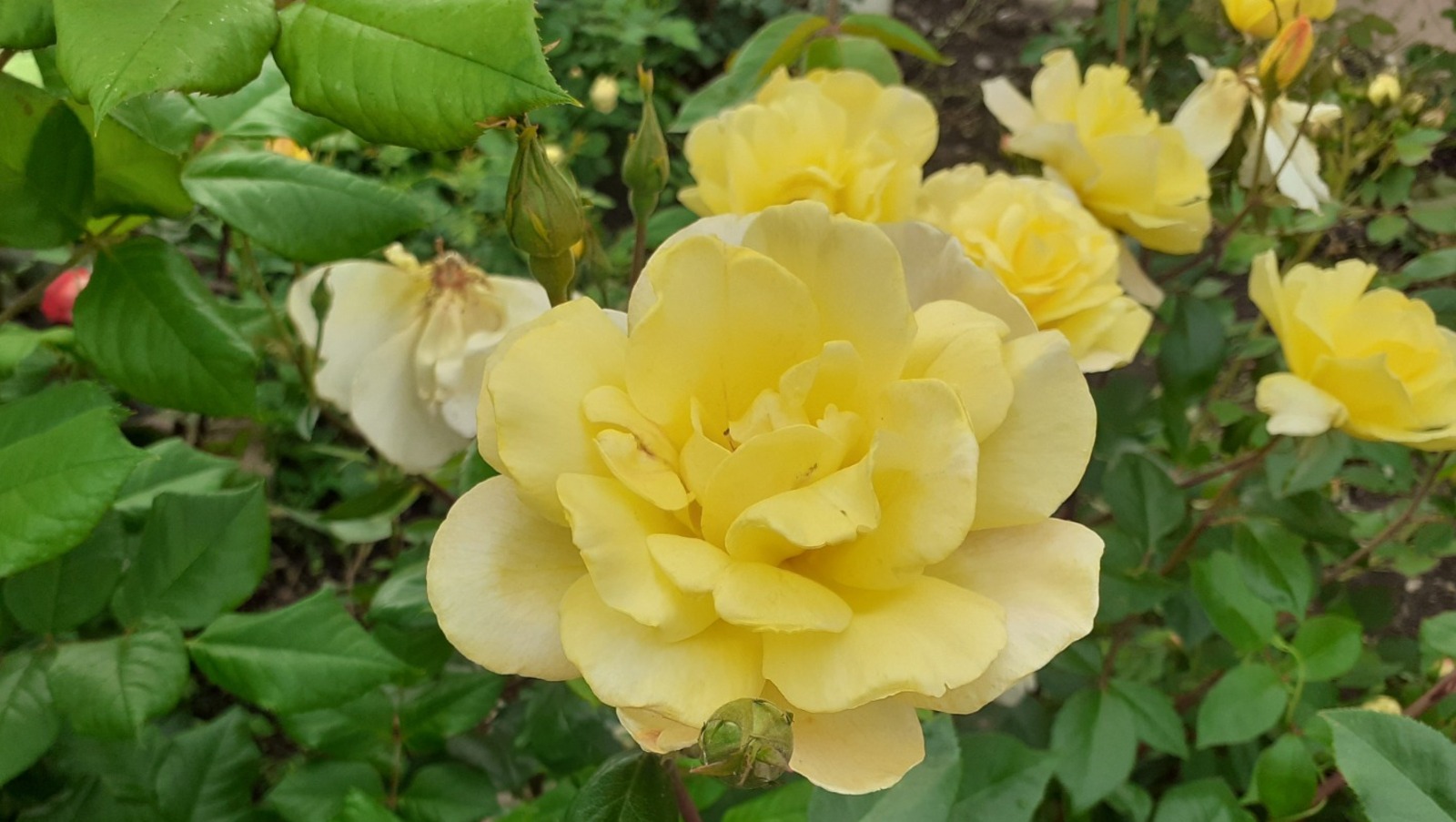 Владимира Шакиева.