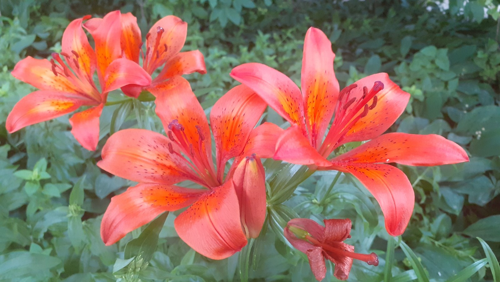 Владимира Шакиева.