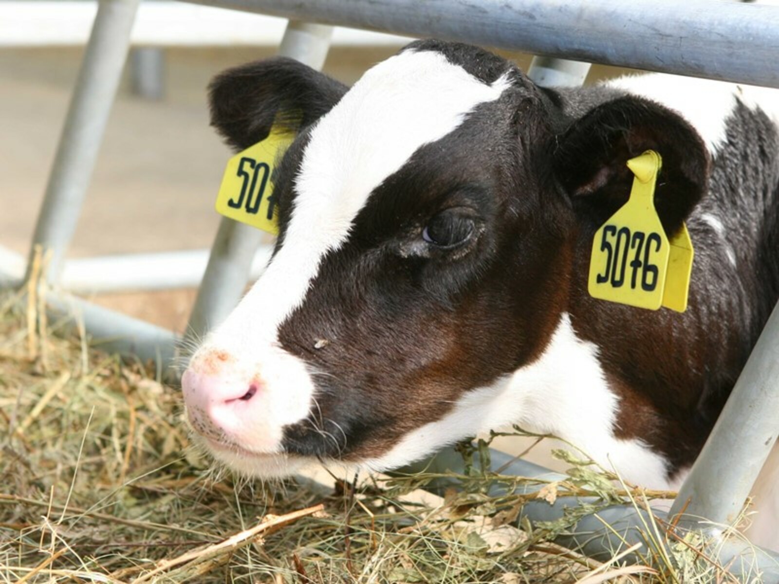Фото Андрея Старостина.
