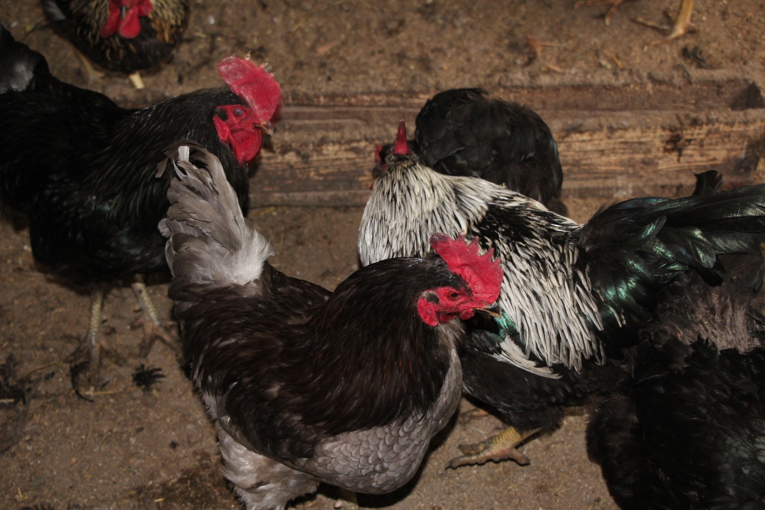 Евгении Сюткиной.