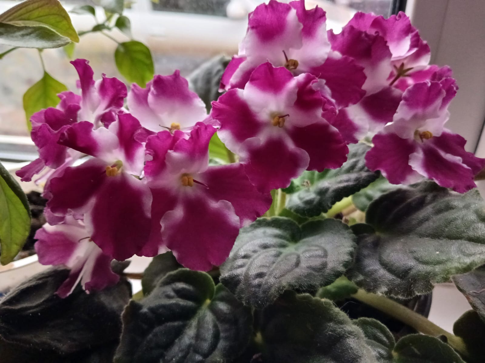 Васили Саитовой. «Общественная электронная газета».