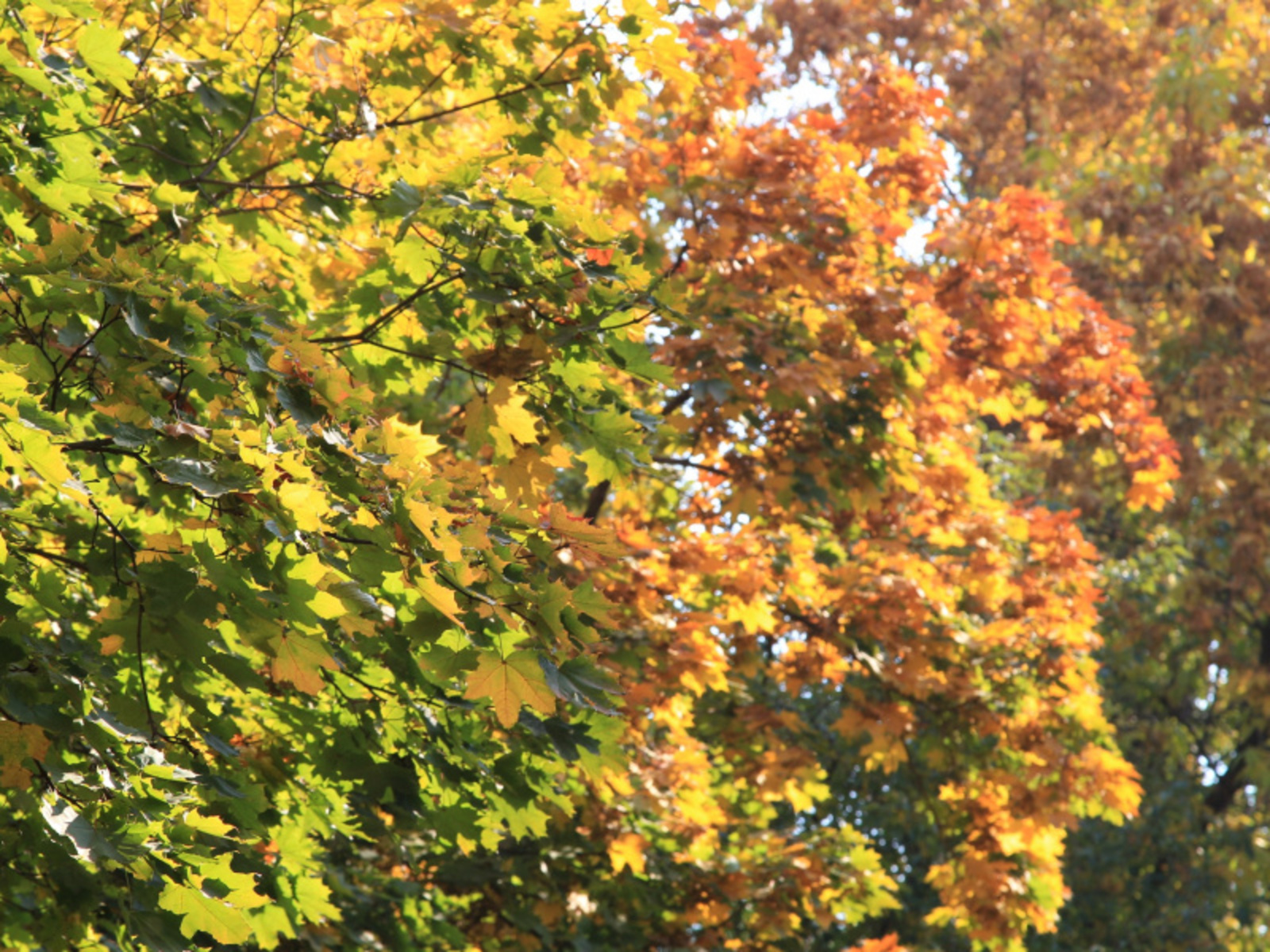 Фото Олега Яровикова.