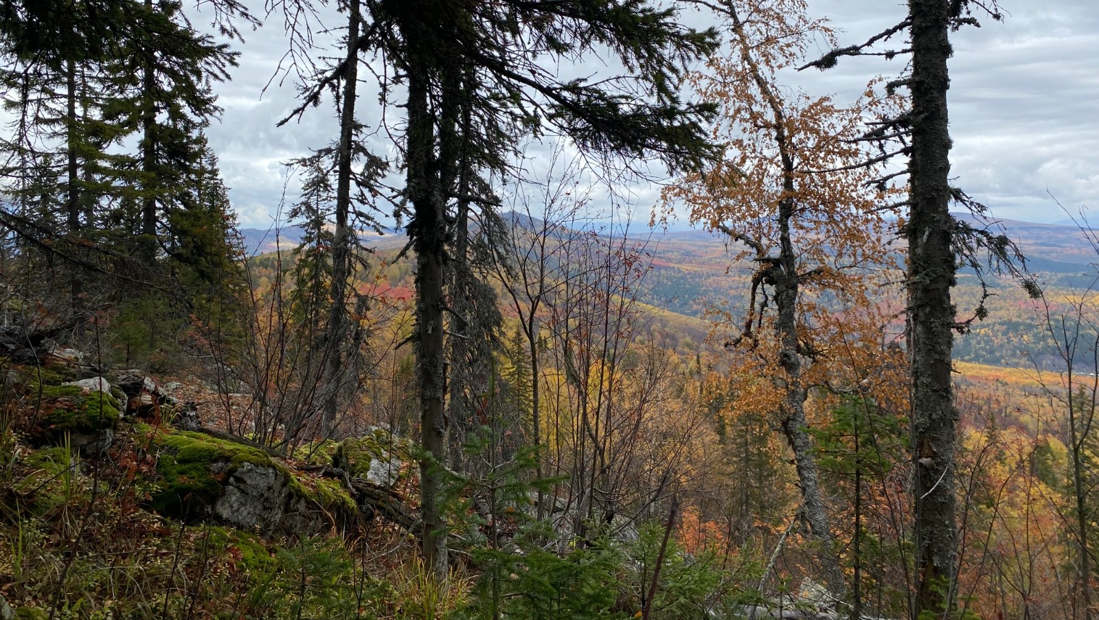 Елены Колоколовой.
