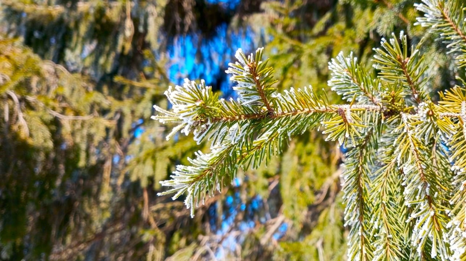 Евгении Сюткиной.