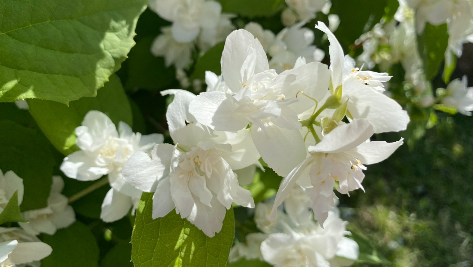 Елены Колоколовой. «Общественная электронная газета».