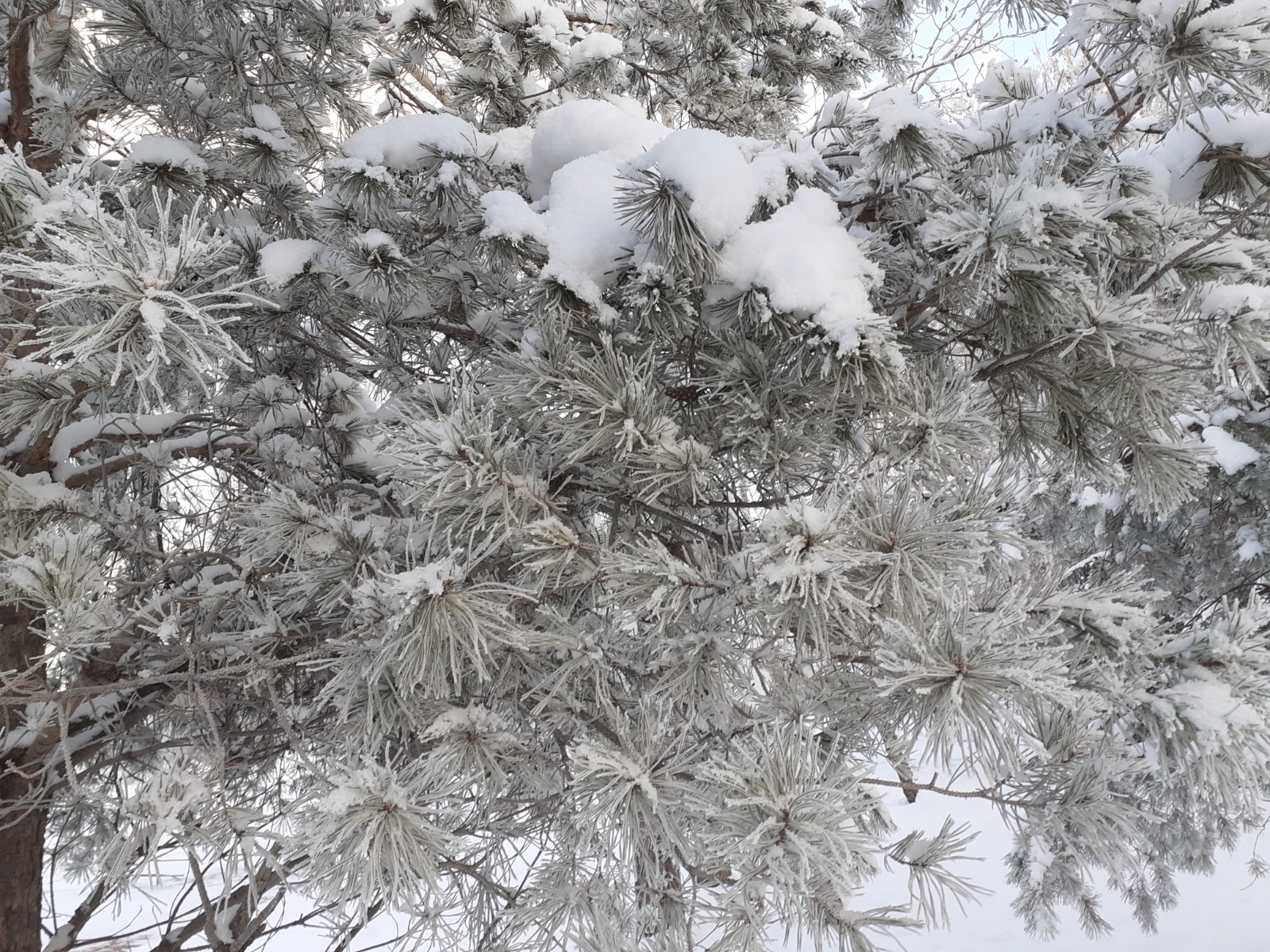 Владимира Шакиева.