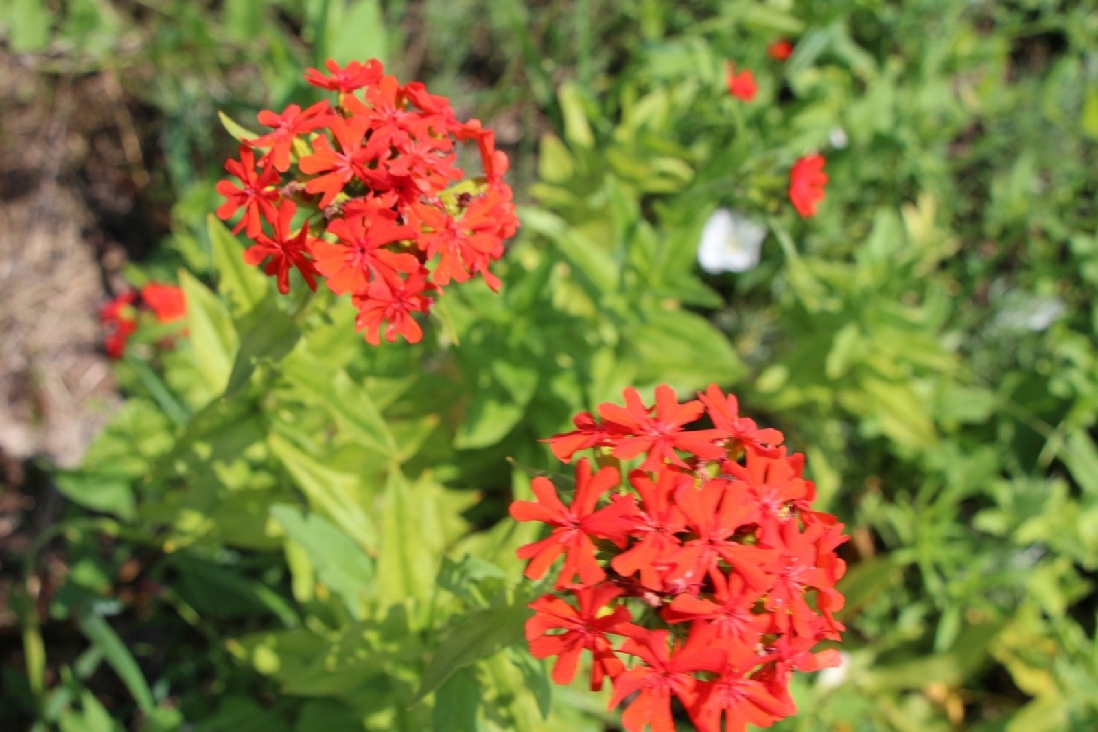 Евгении Сюткиной.