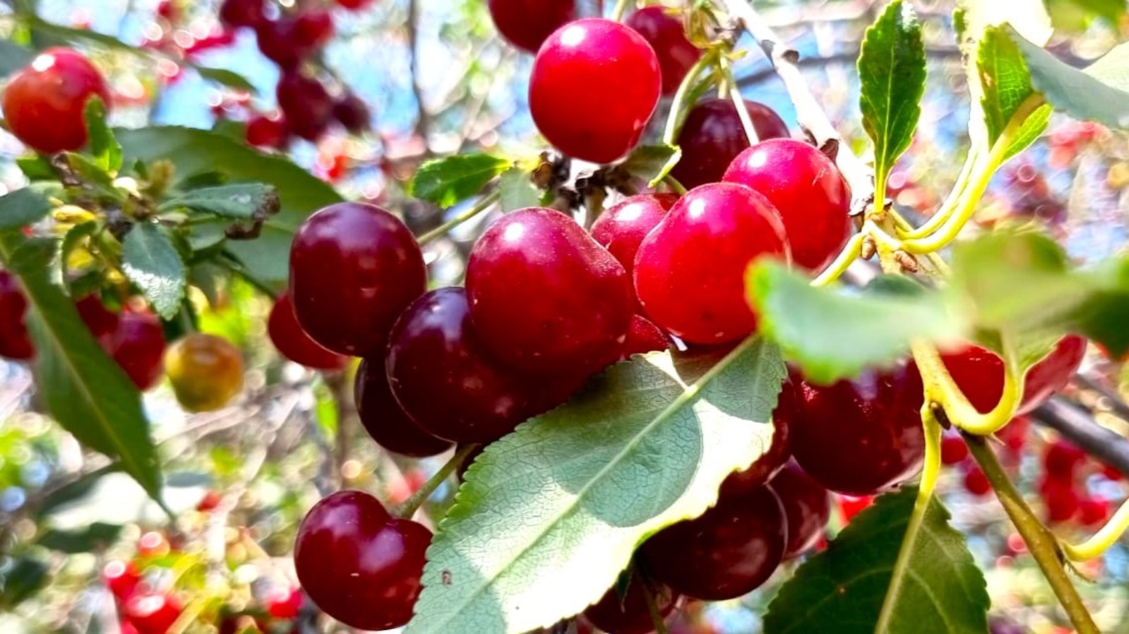 Евгении Сюткиной.