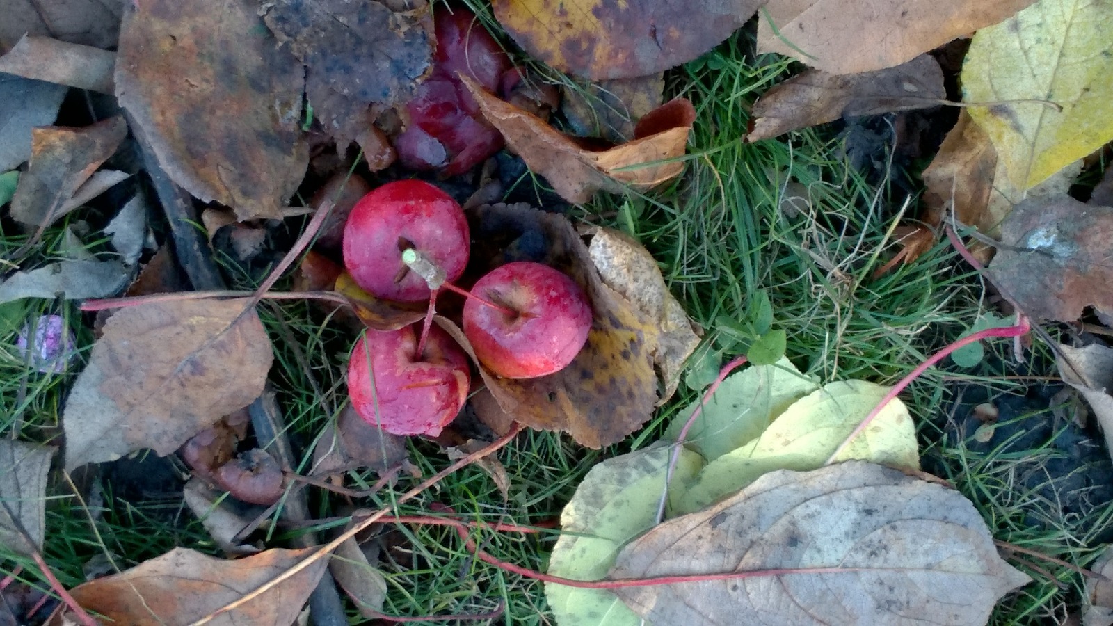 Дарьи Святохиной. "Общественная электронная газета".