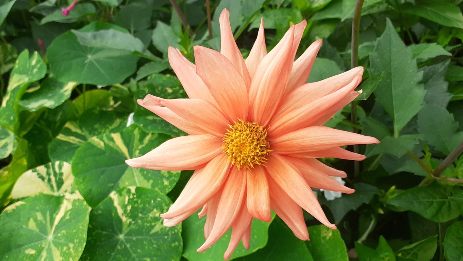 Владимира Шакиева.