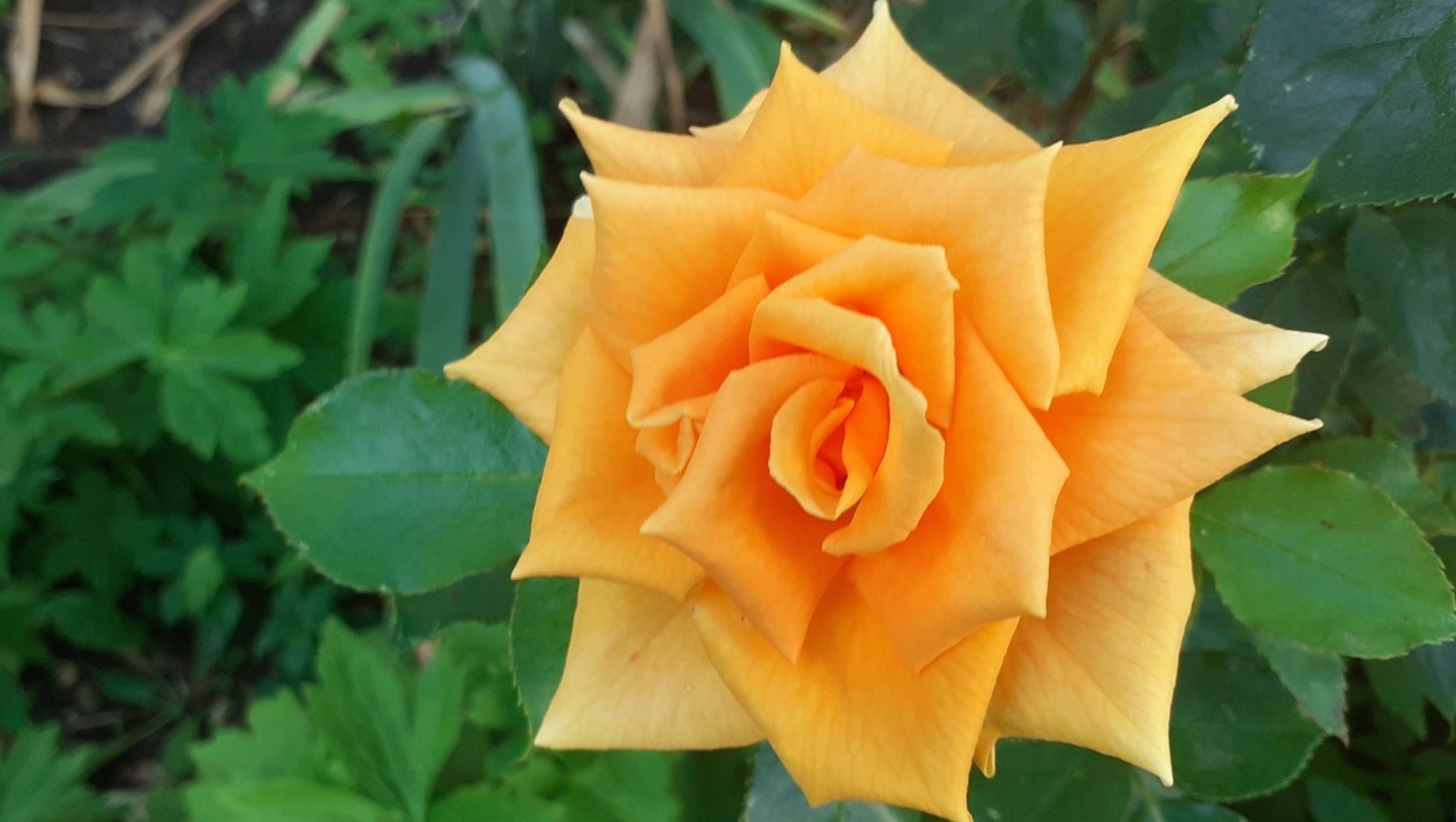 Владимира Шакиева.