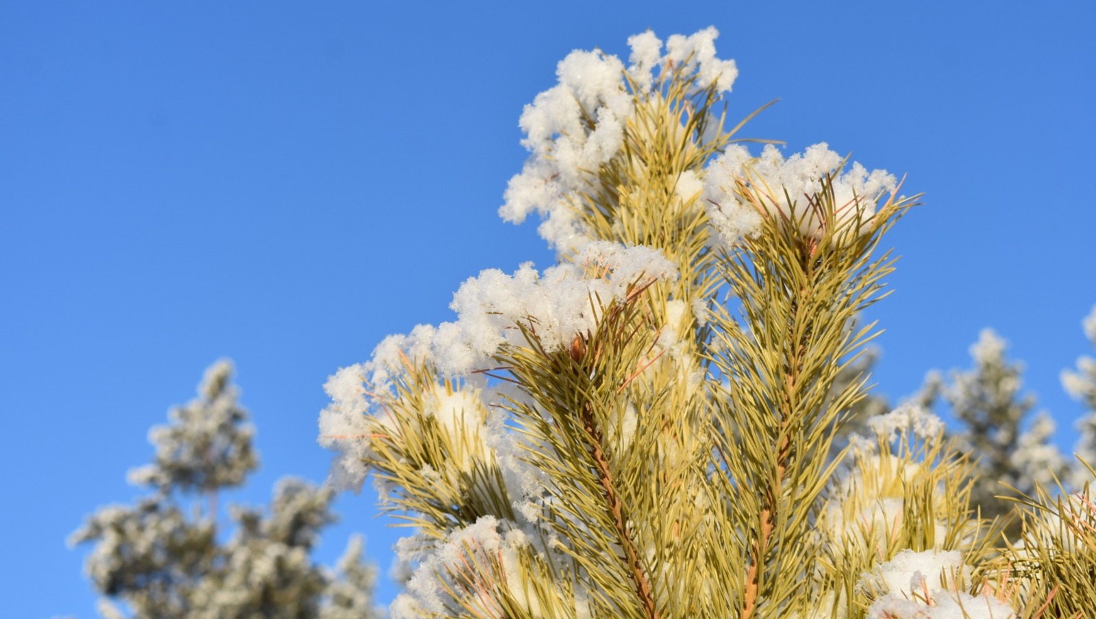 Елены Колоколовой.