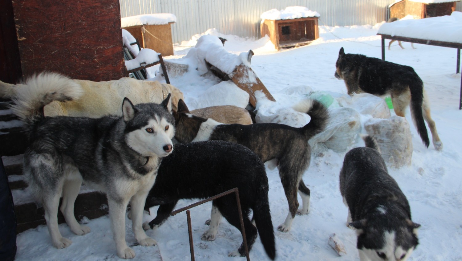 Елены Колоколовой.