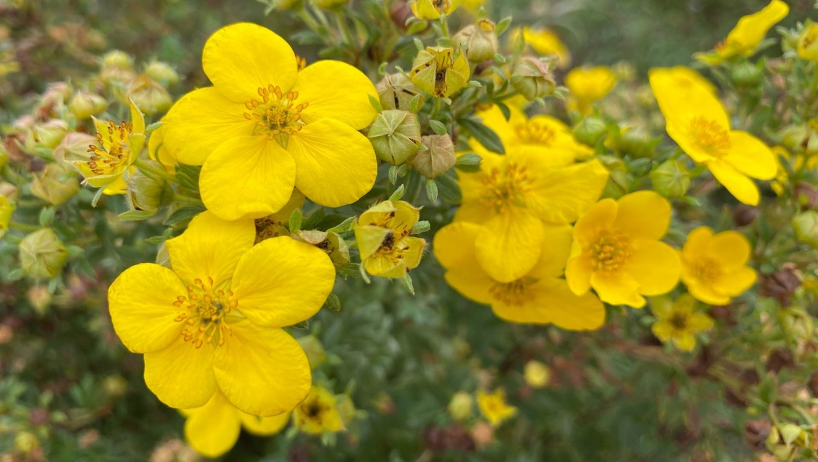 Елены Колоколовой.