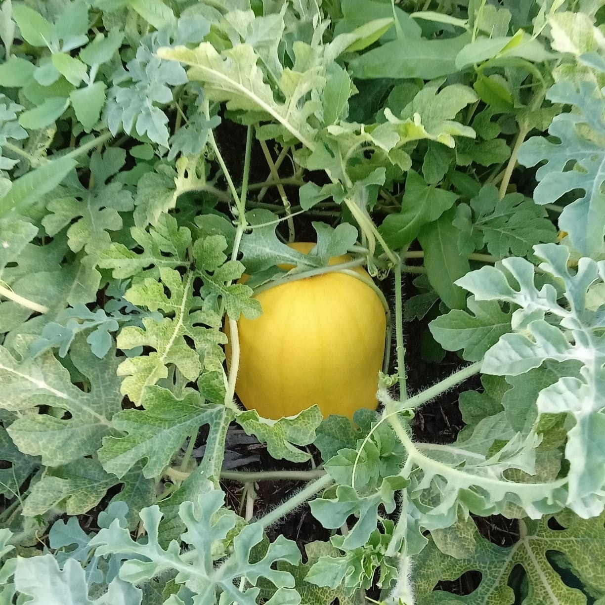 предоставлено Онаром Валикаевым. сорт «Медовый шар».