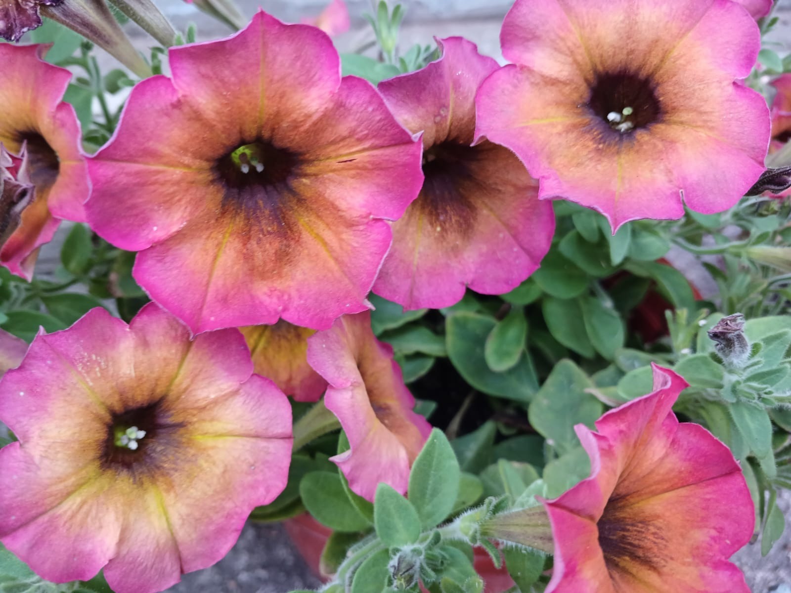 Васили Саитовой.