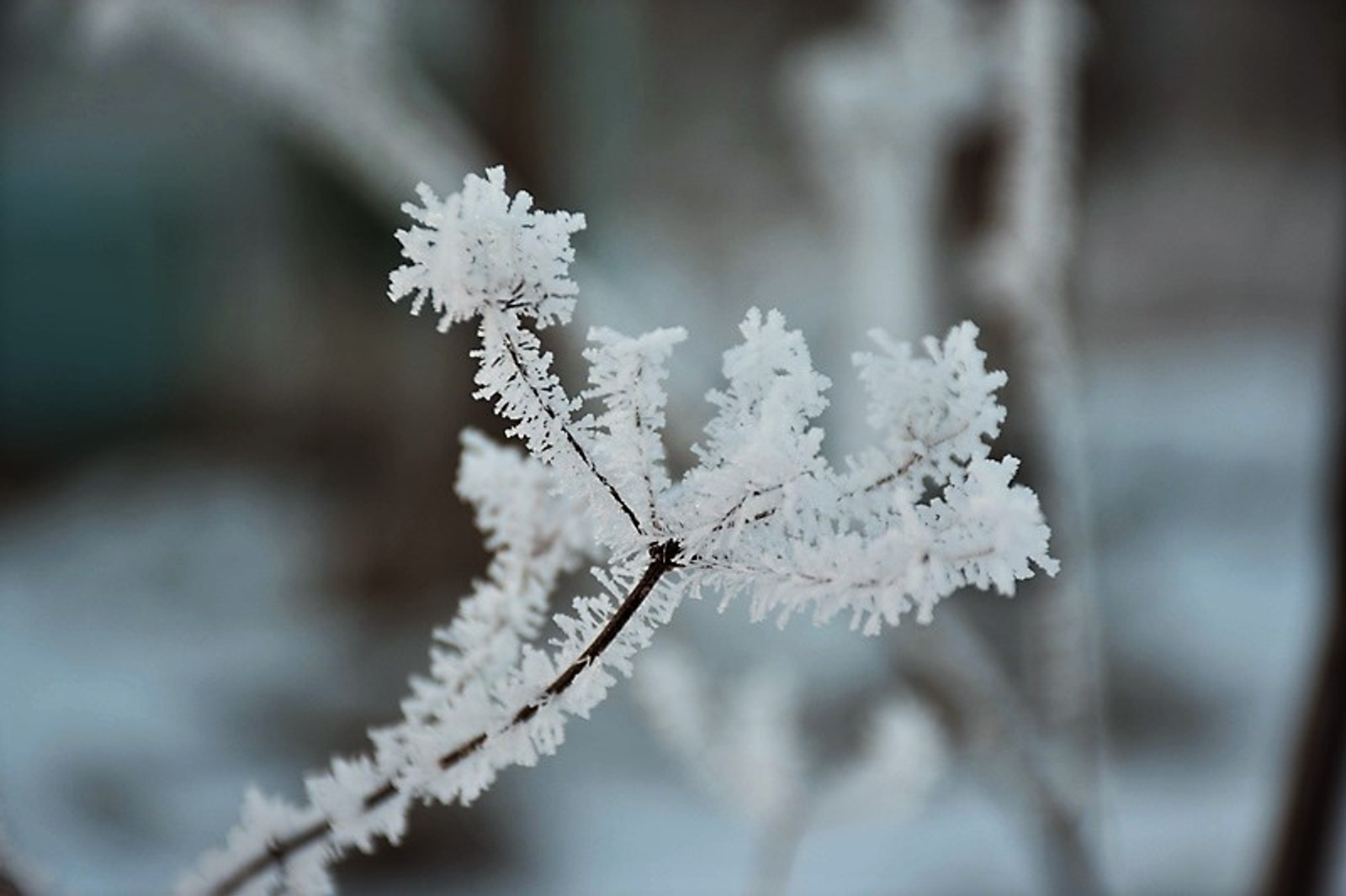 Фото Елены Колоколовой.