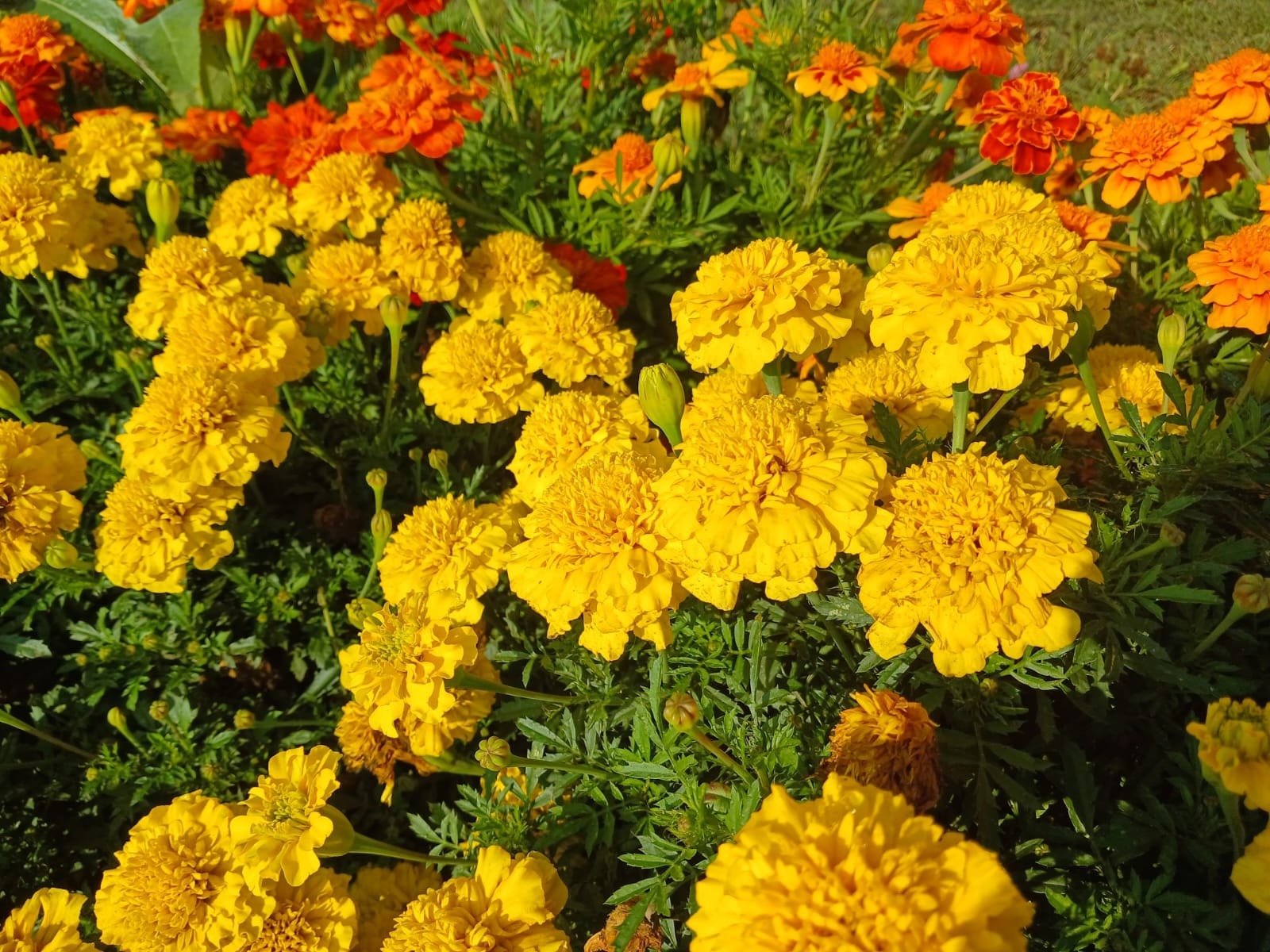 Васили Саитовой.