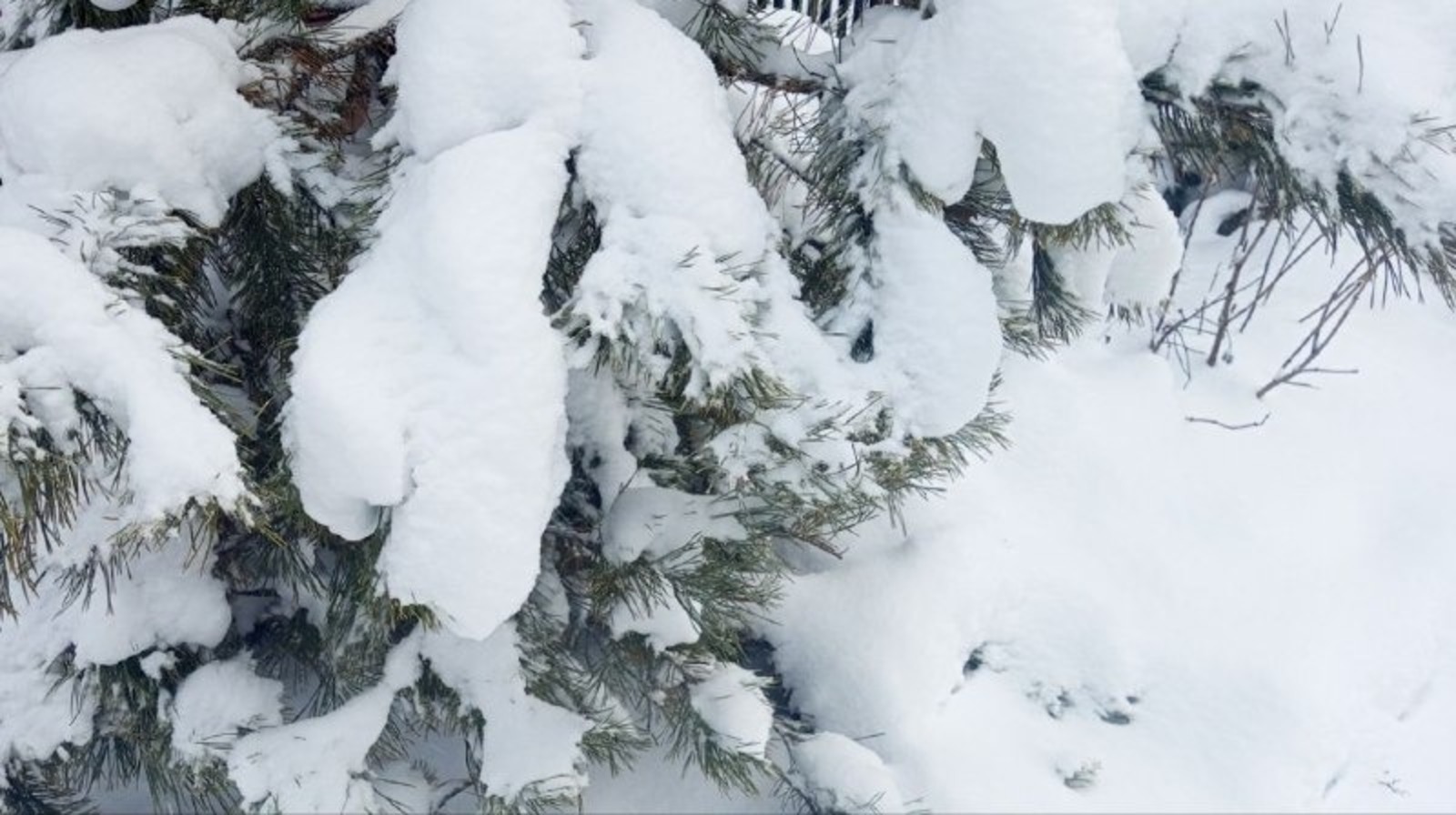 Евгении Сюткиной. «Общественная электронная газета».