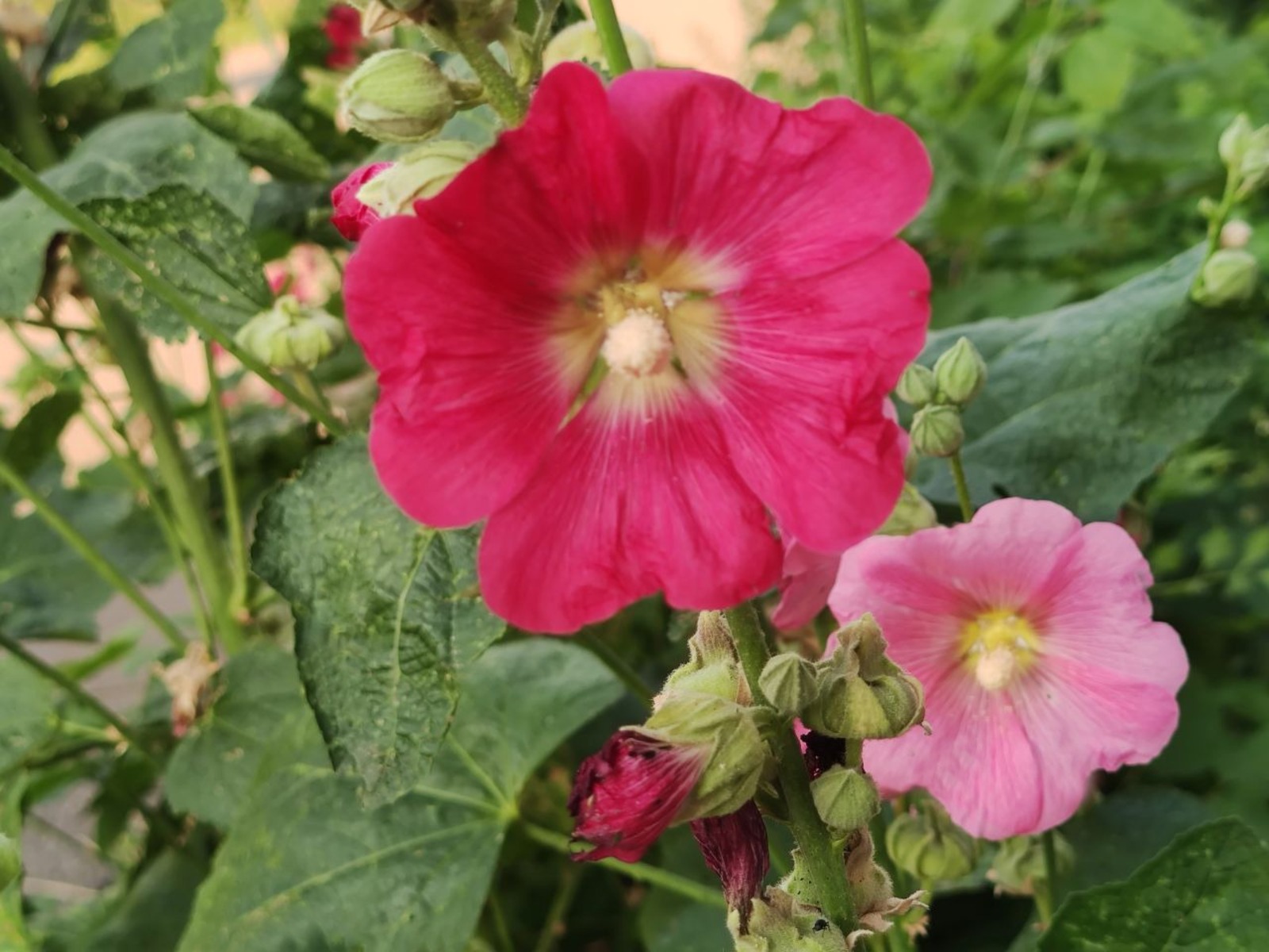 Дарьи Святохиной.