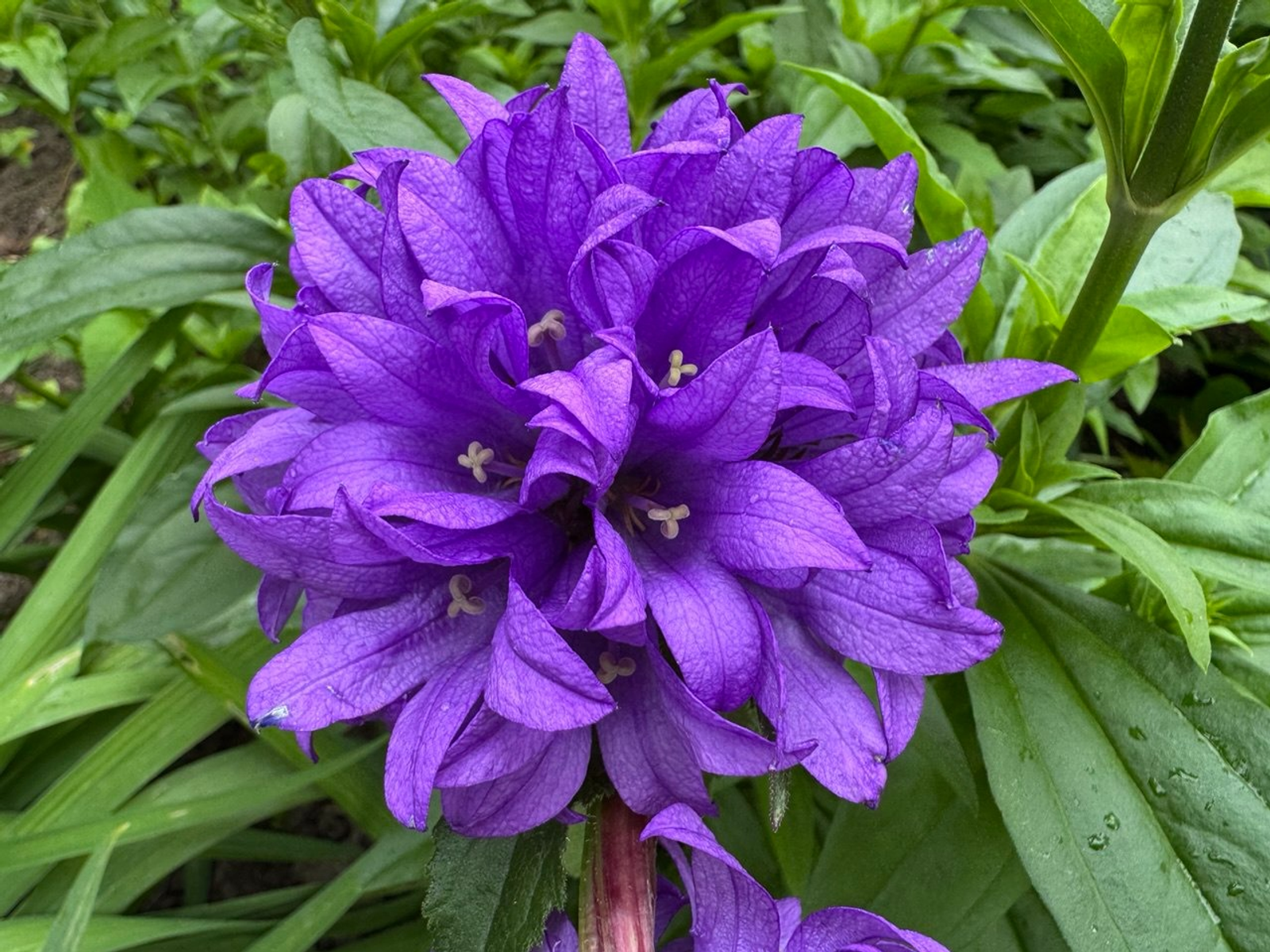 Елены Колоколовой.