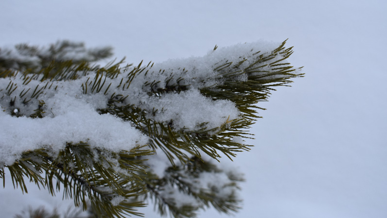Елены Колоколовой.