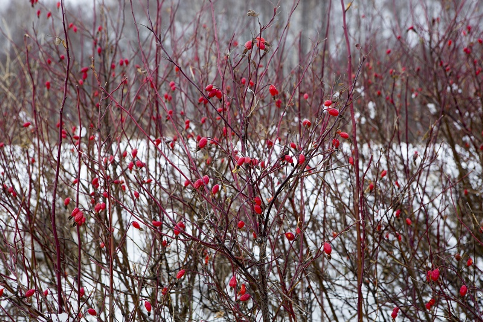 Фото Фаиля Абсатарова.