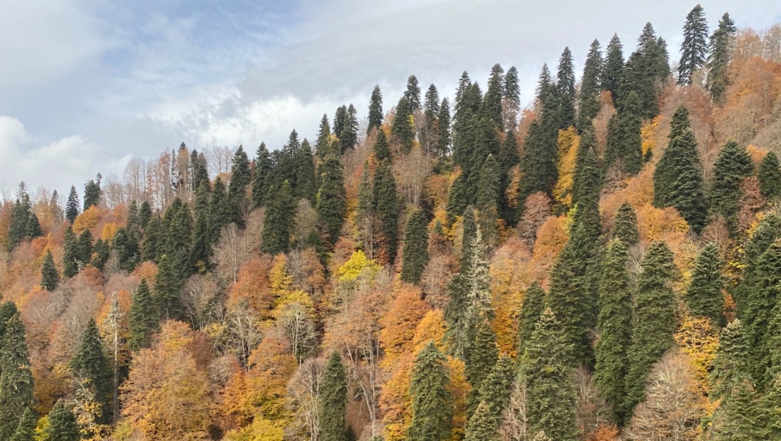 Елены Колоколовой. "Общественная электронная газета".